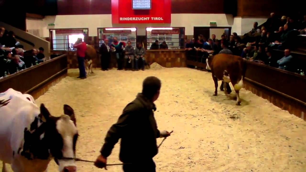 Rinderzucht Tirol  Versteigerung Klasse I am 23.März 2011 in Rotholz/ Versteigerungshalle