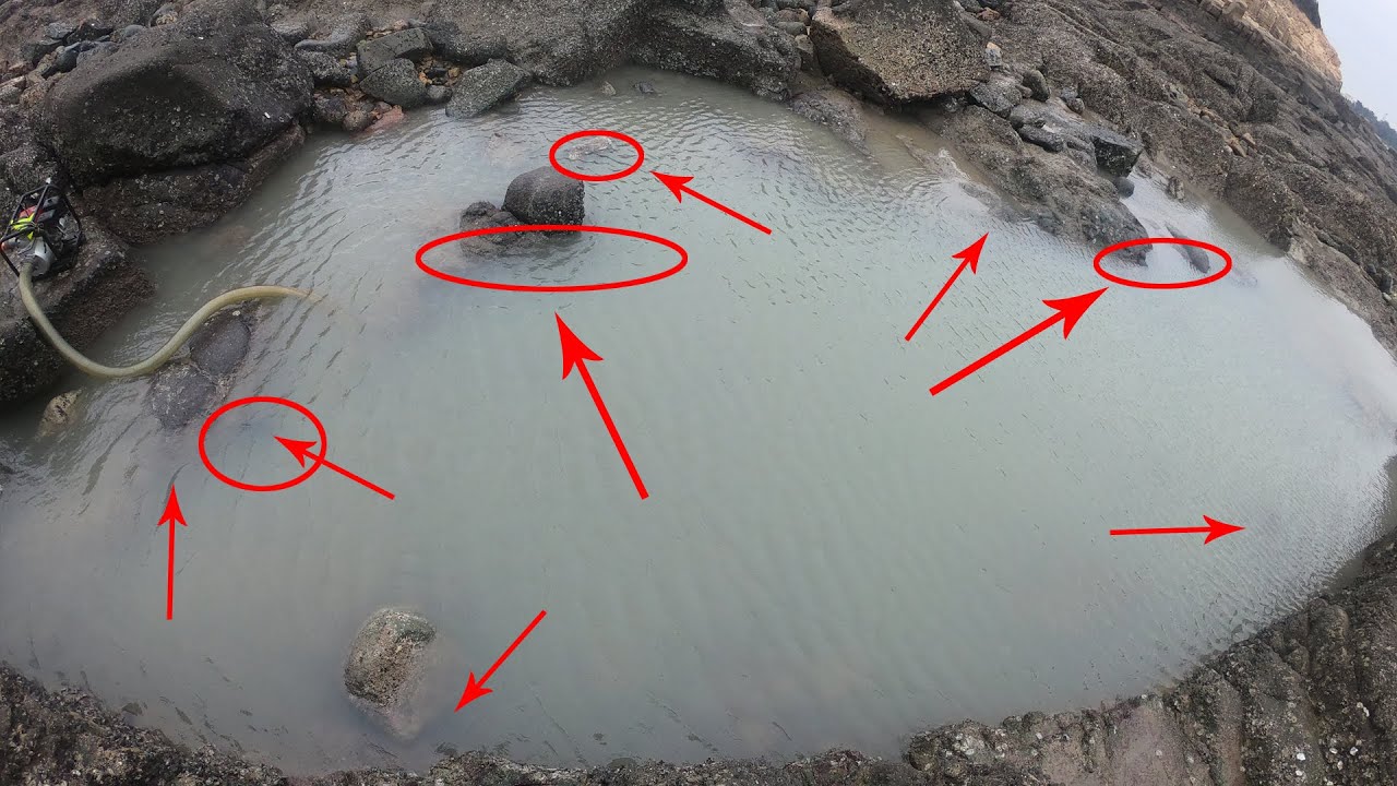 【兄弟趕海】大熊趕海抽巨無霸大水坑盤石頭，坑裏海貨多到爆桶，數都數不過來