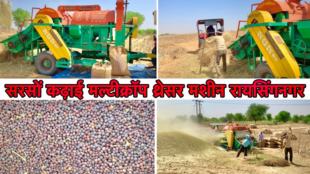 सरसों कढ़ाई की मशीन // सरसो कढ़ाई मल्टीक्रॉप थ्रेसर मशीन रायसिंगनगर // #multicropthresher #machine