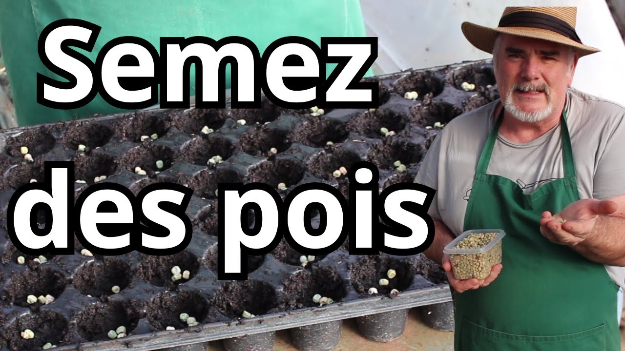 Quand et comment semer les pois en  2024?
