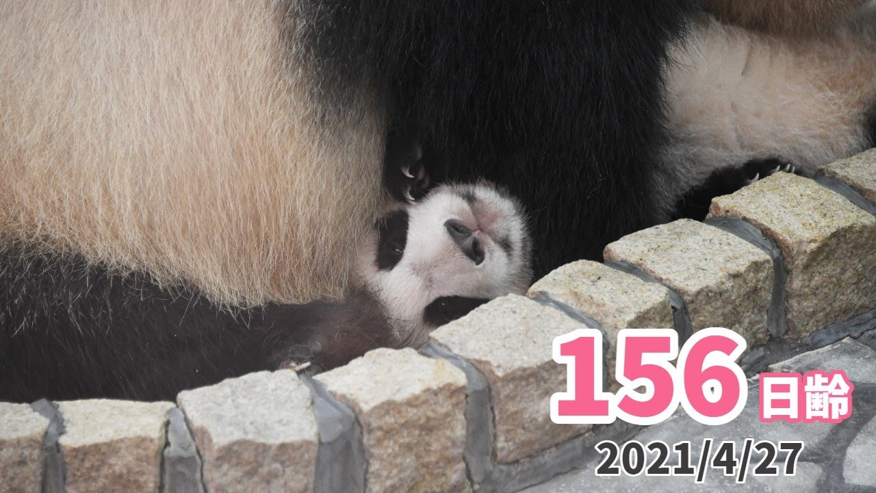 【パンダの赤ちゃん（楓浜）】おてんばぶり発揮（156日齢）
