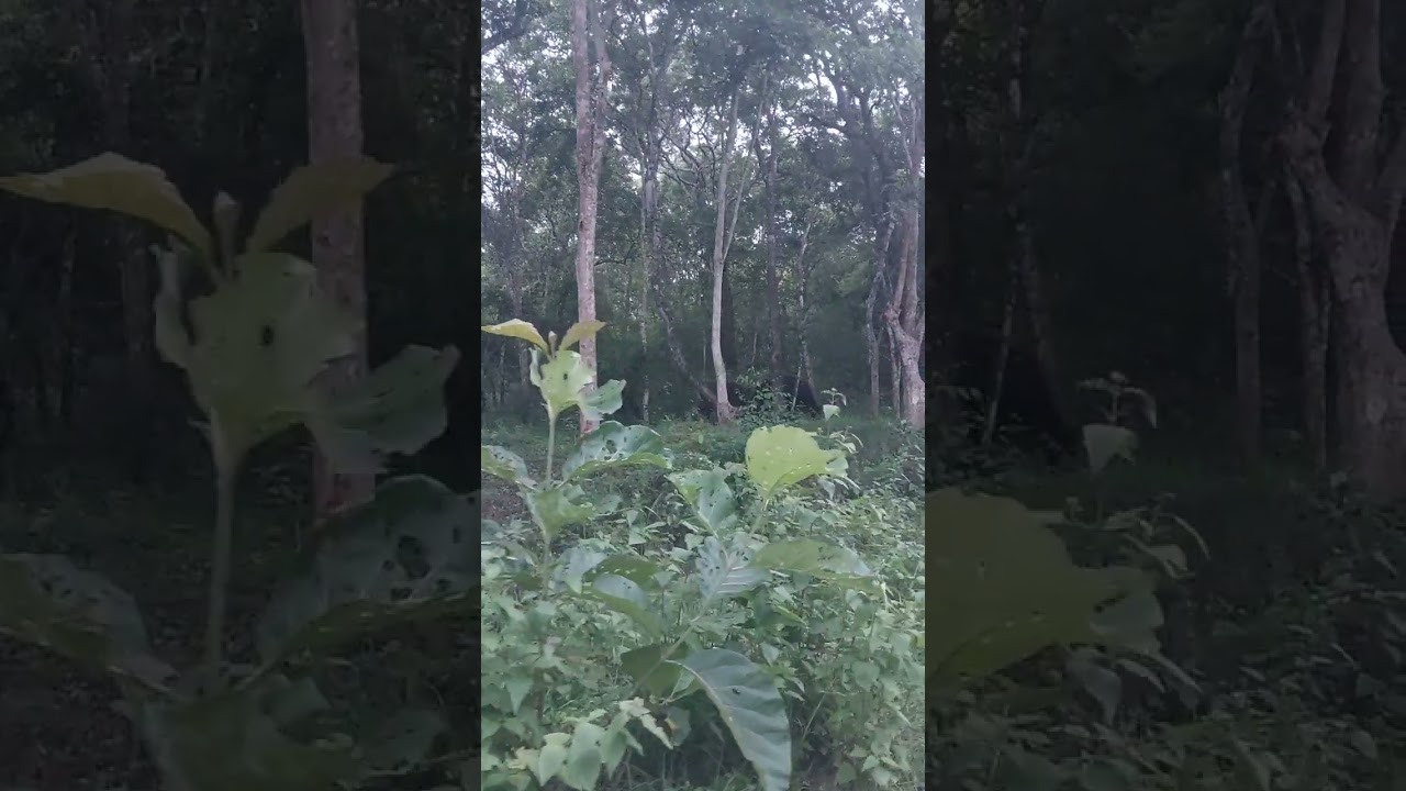 wayanad to mysore bandipur national park (2)
