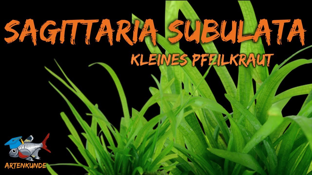 Kleines Pfeilkraut - Sagittaria subulata | ADVENTdicted! Adventskalender | Tür 15