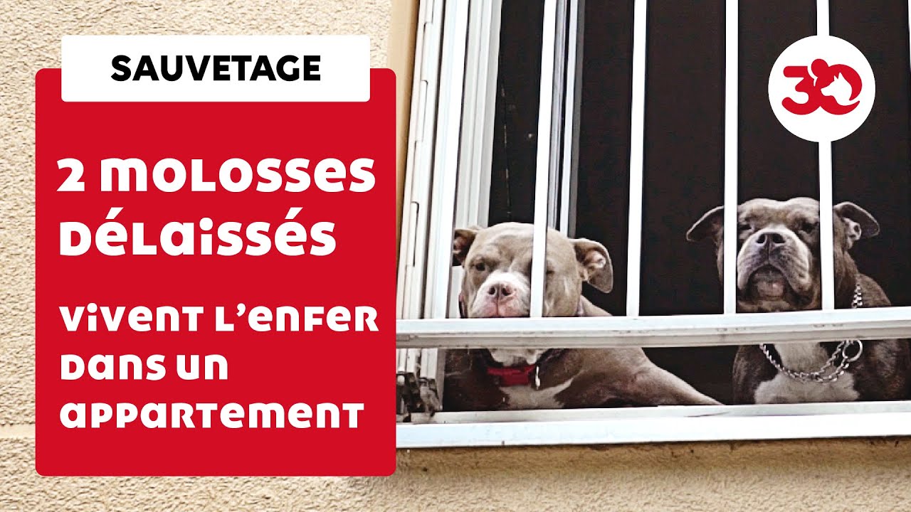 Deux chiens abandonn&eacute;s dans une pi&egrave;ce jonch&eacute;e d&rsquo;excr&eacute;ments