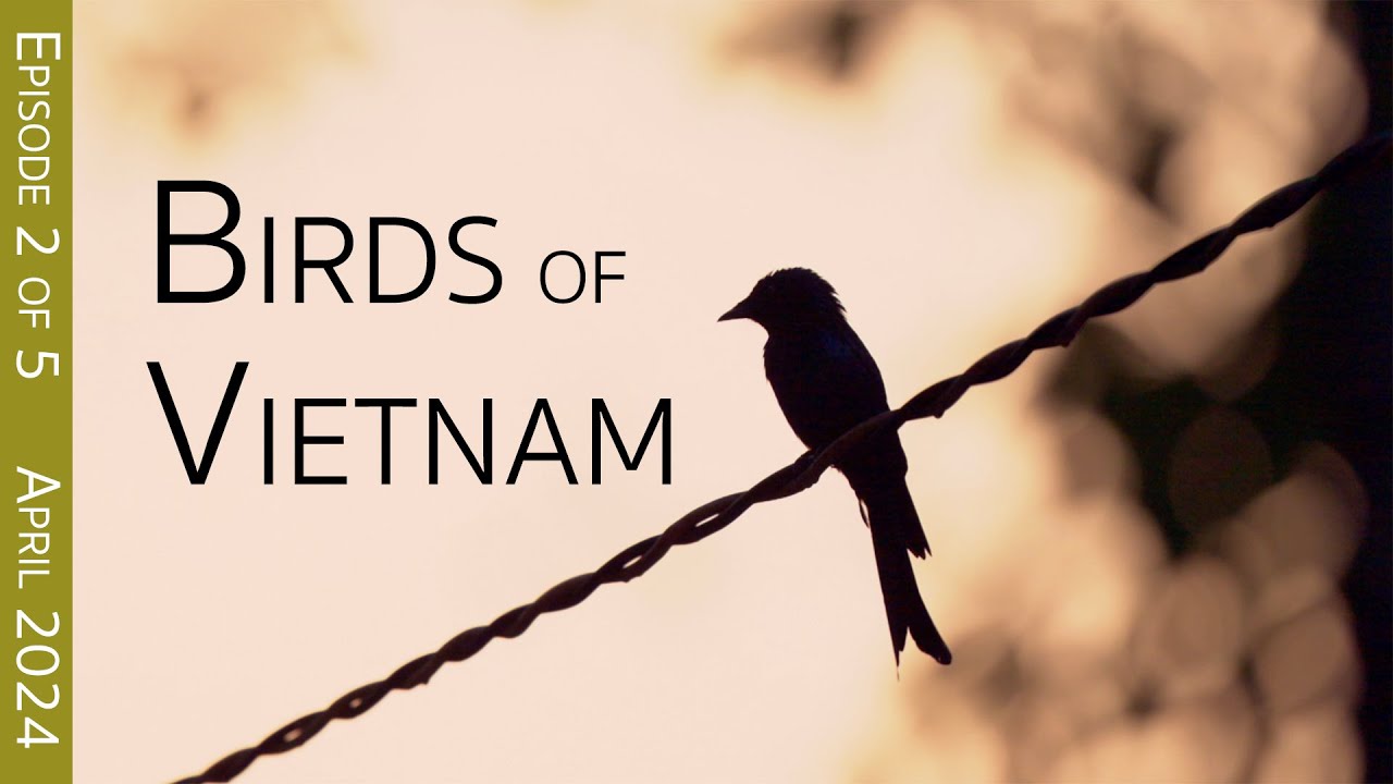 Southern Vietnam Birding Adventure:  Cat Tien National Park | EPISODE 2 of 5
