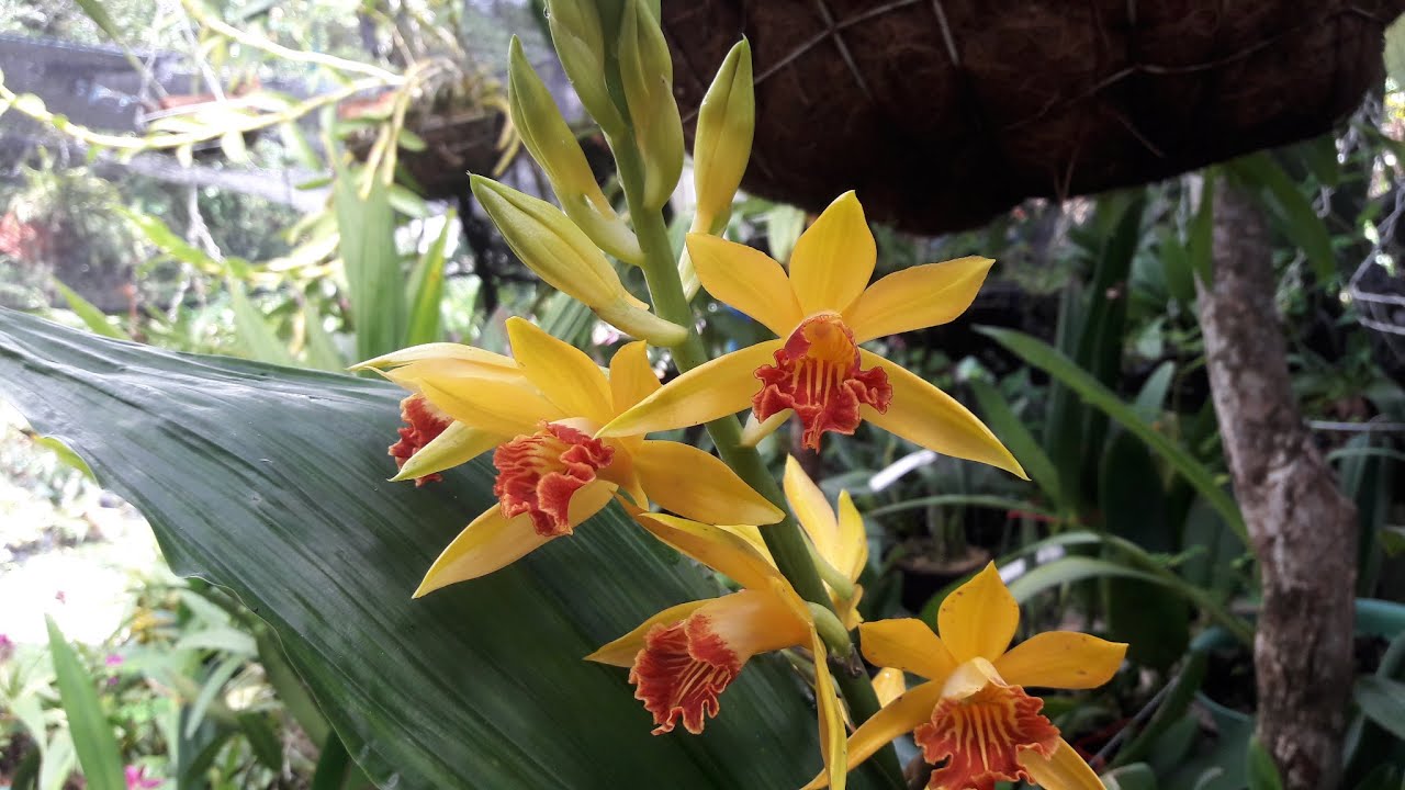 Phaius Flavus  