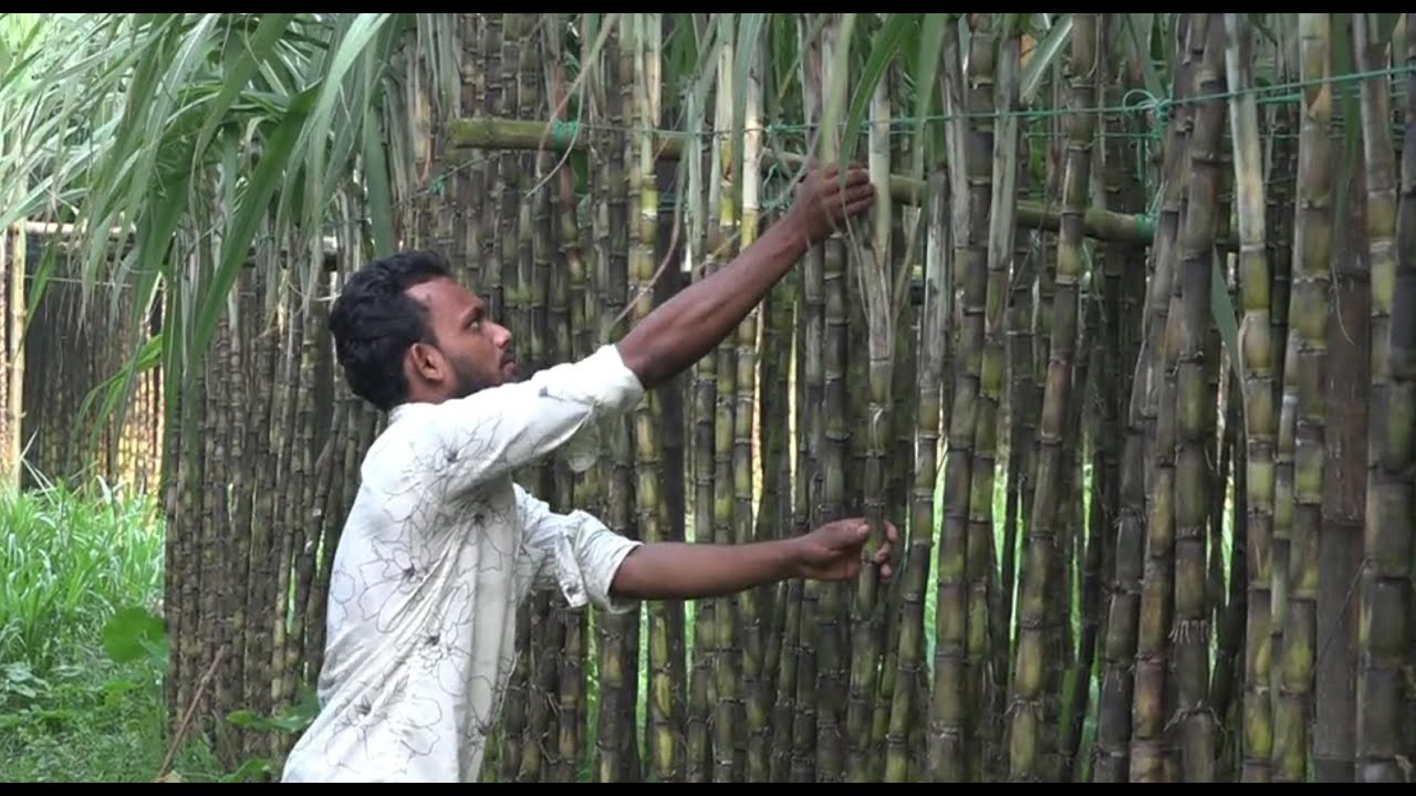 যশোরে আখ চাষে বাজিমাত(JASHORE TV)