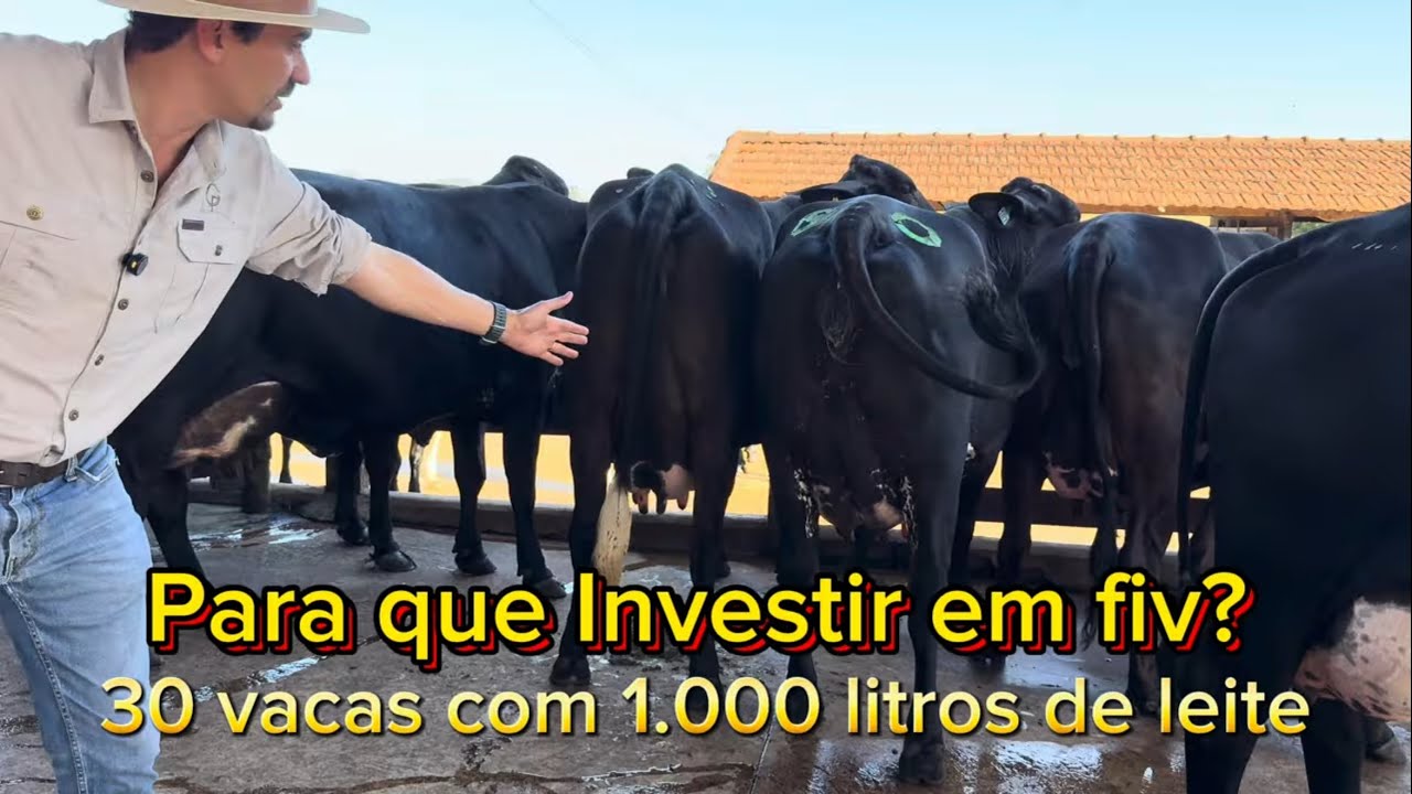 Com apenas 30 animais girolando e 1.000 litros de leite 🥛 😱 #girolando 