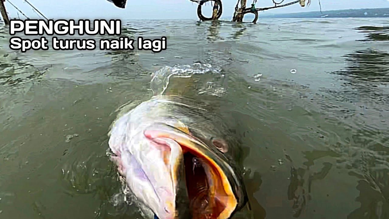 Penghuni spot turus kakap putih besar naik lagi! Mancing kakap putih besar