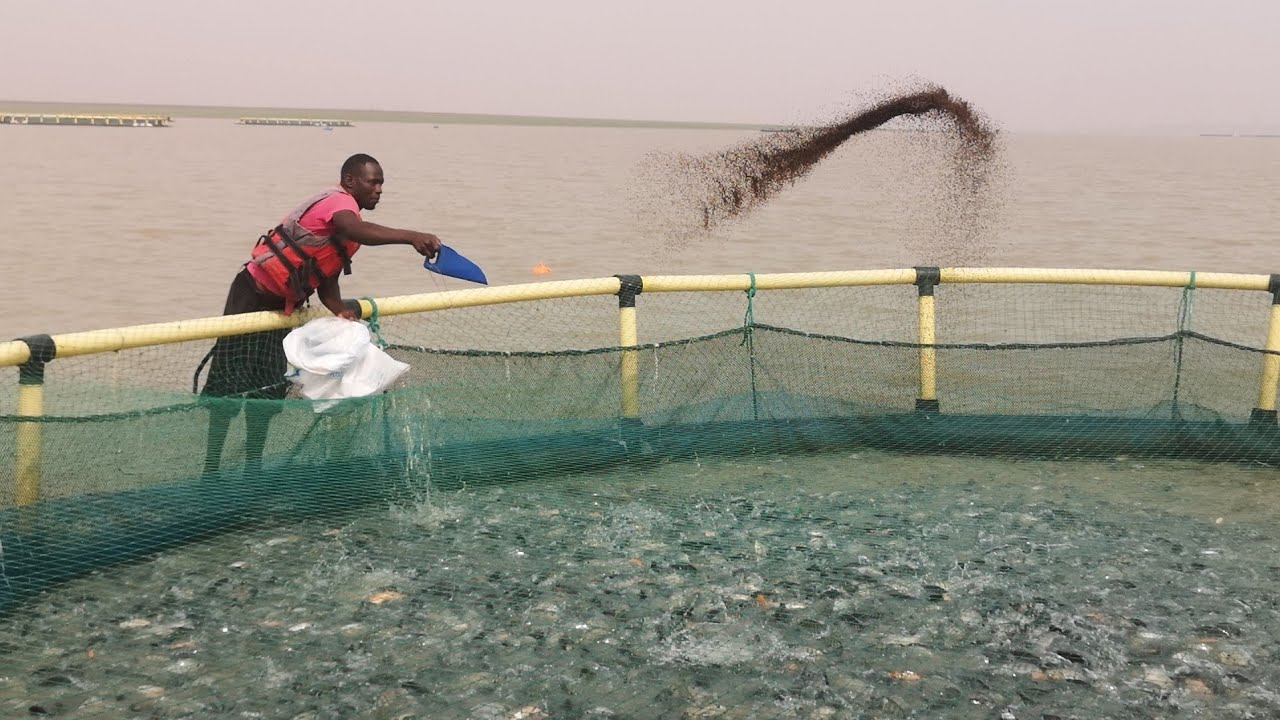 Comment nourrir efficacement les poissons ? 