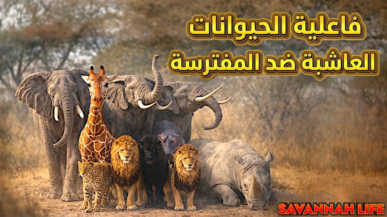 🔥 حرب السافانا! 🦁 المفترسون ضد 🐘 العاشبين من سيفوز؟ | Roblox Savannah Life