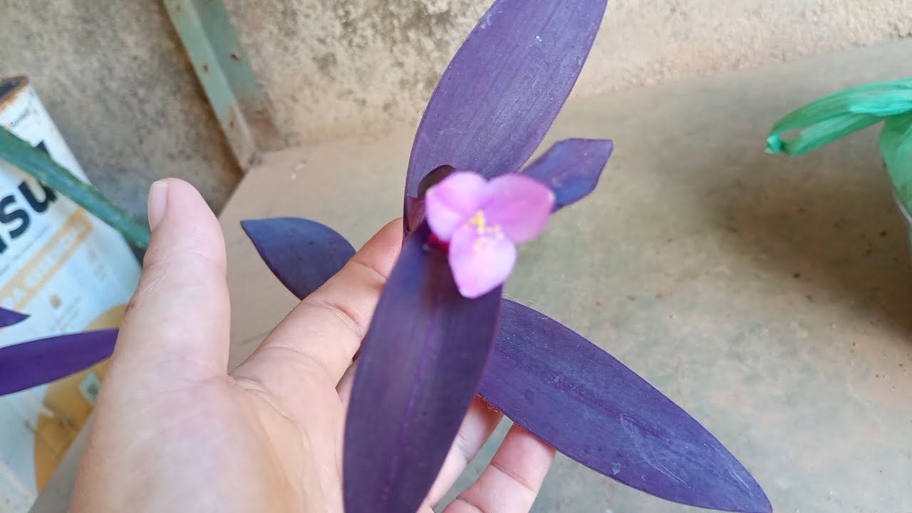 Rotina diária, que linda 