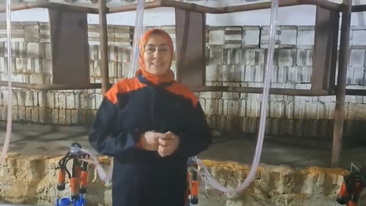 İNEKLERE SAGIM SİSTEMİ YAPTIRDIK🐄BUZAĞLARI SATMAK ZORUNDA KALDIK😔#sağımsistemi #inek #buzağı