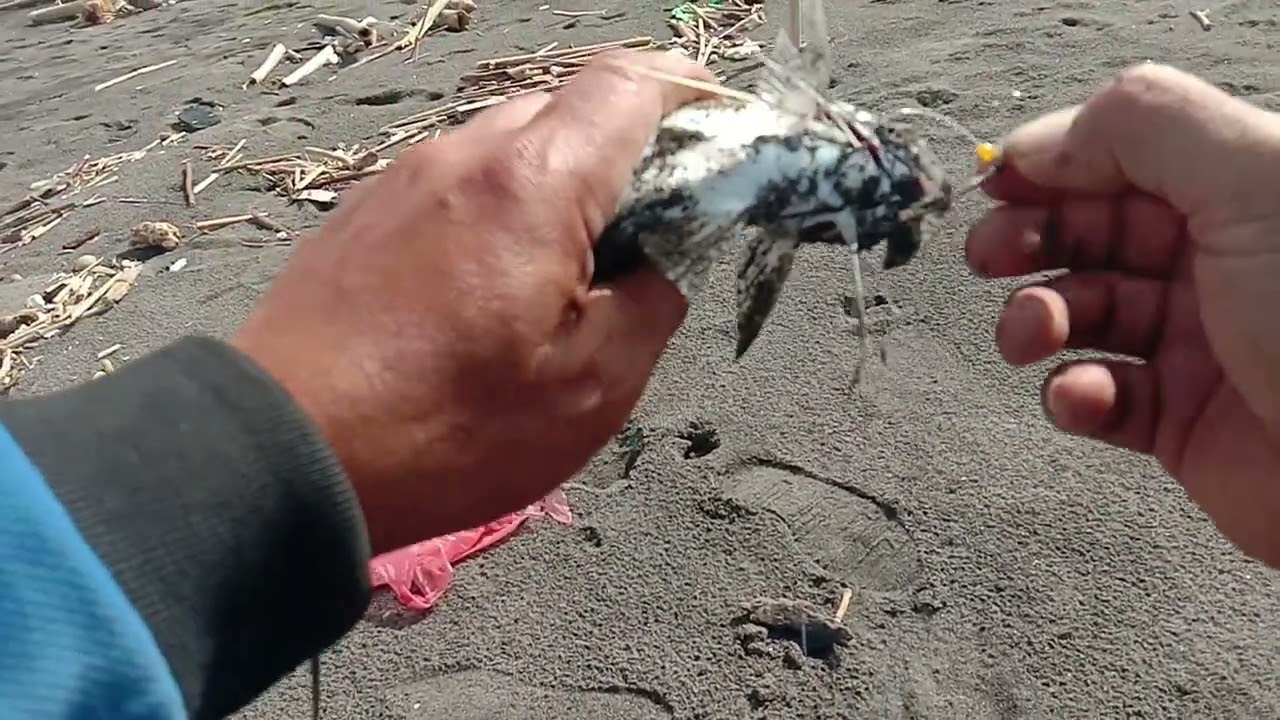 Mancing di pinggir pantai serasa mancing di kolam #seneng mancing yogyakarta