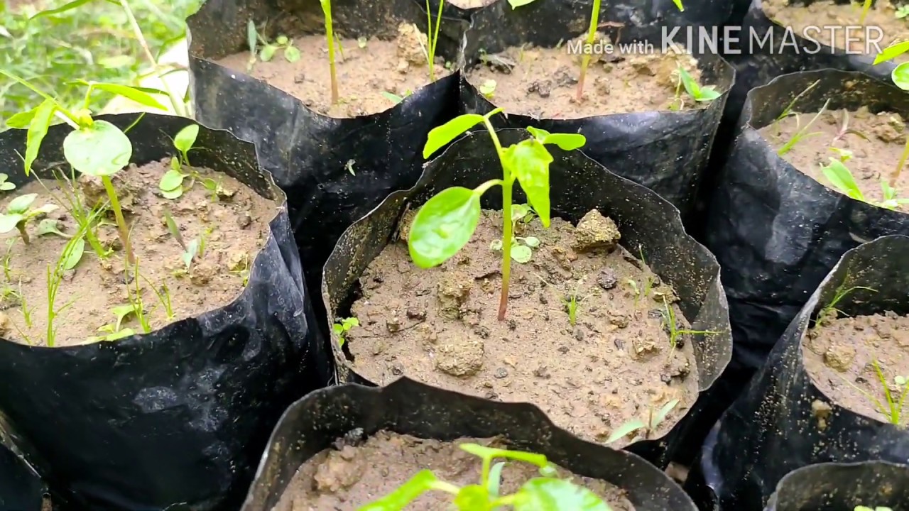 How to grow papaya/sapna f1 papaya seeds