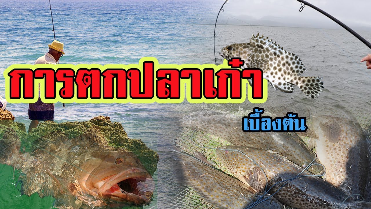 แนวทาง | การตกปลาเก๋า | เบื้องต้น |