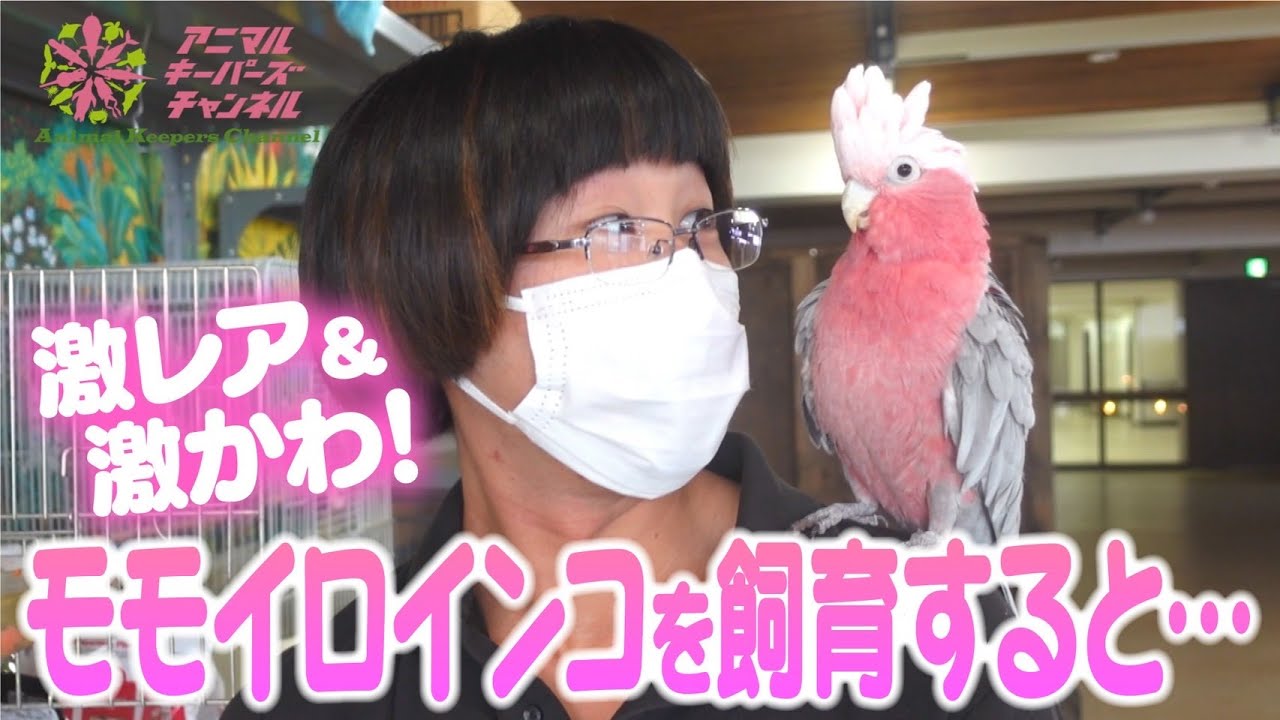 【魔性につき注意】モモイロインコのかわいさは異常