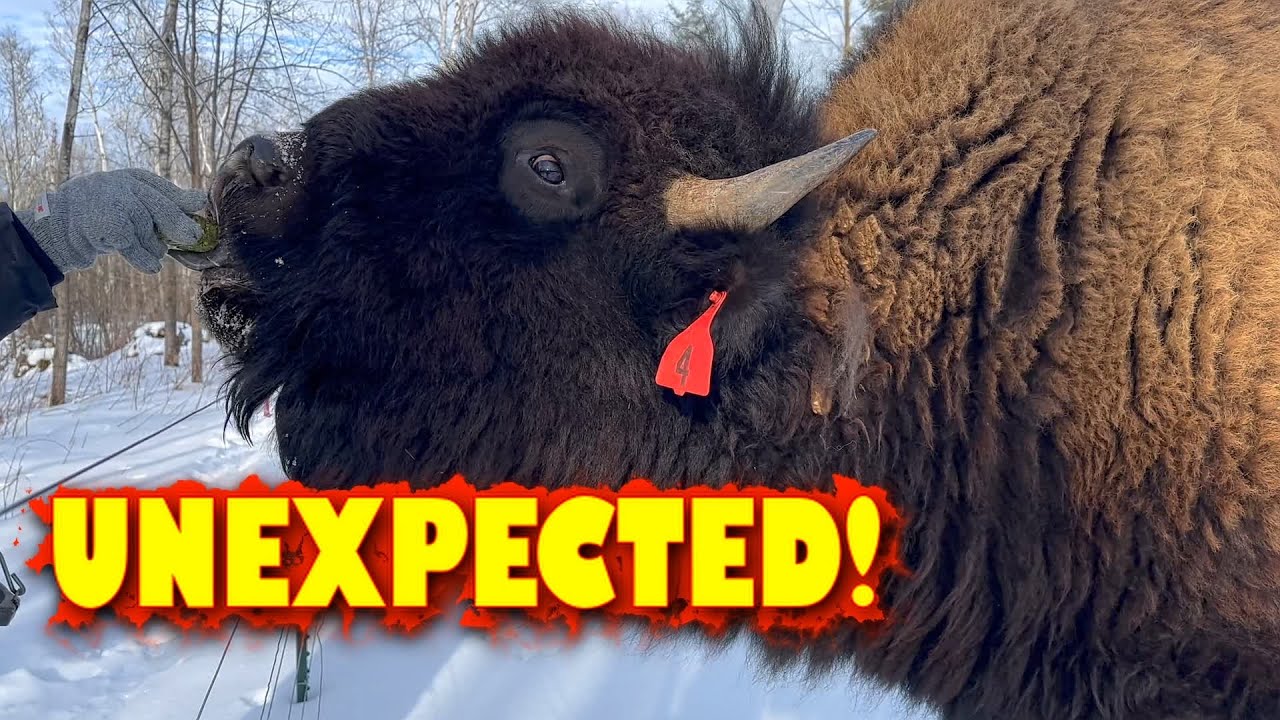 Our Bison Wanted Treats, But We Were SHOCKED To Find THIS Instead!
