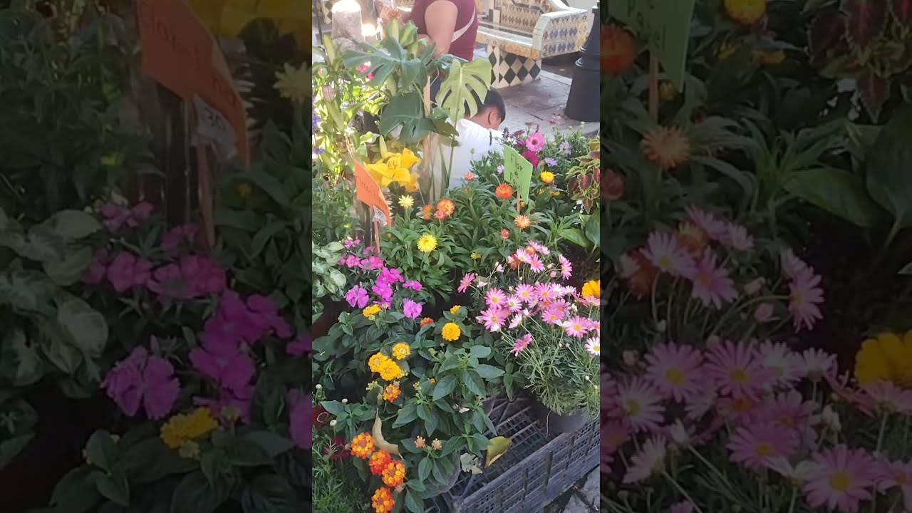 POR ALGO SE LE NOMBRA ATLIXCO DE LAS FLORES