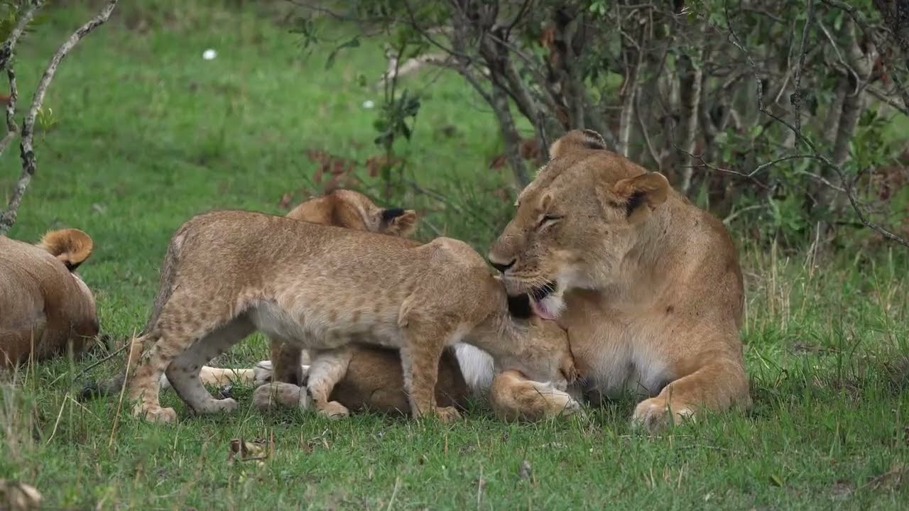 Lion cub Family Ambience and music | Relaxing savannah