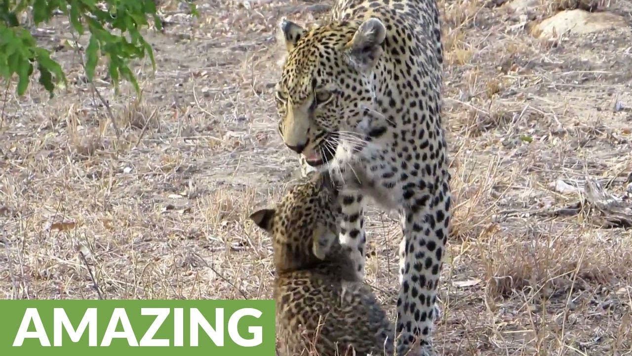 Big cat Love: Cute leopard cub plays with mom