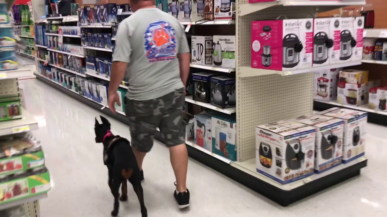 5 Month Old Doberman Pincher 
