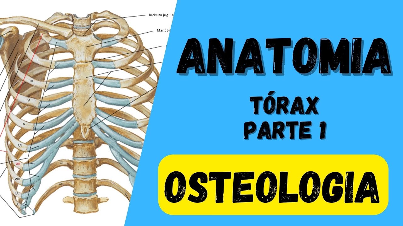 Osteologia do Tórax - Anatomia humana. Quais são os acidentes ósseos das costelas e do esterno?