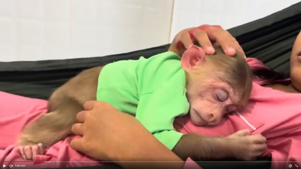 Baby monkey Bella sleeping