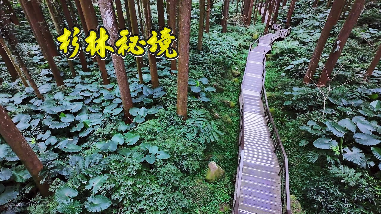 奮起湖杉林棧道  步道長度-1,570公尺