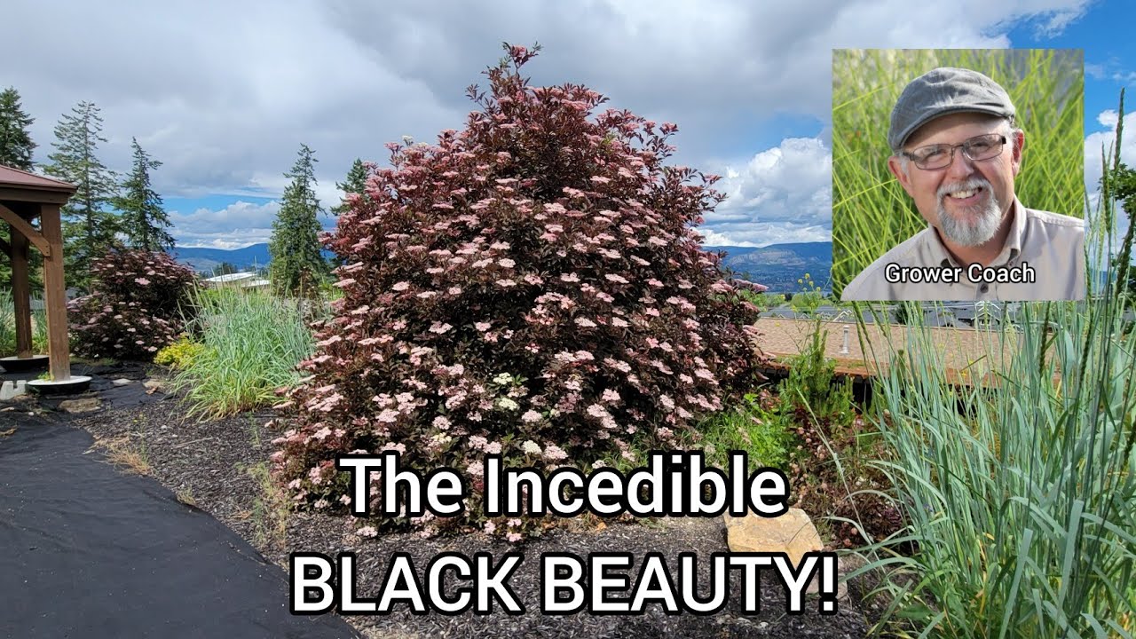Black Beauty Elderberry Plant Profile