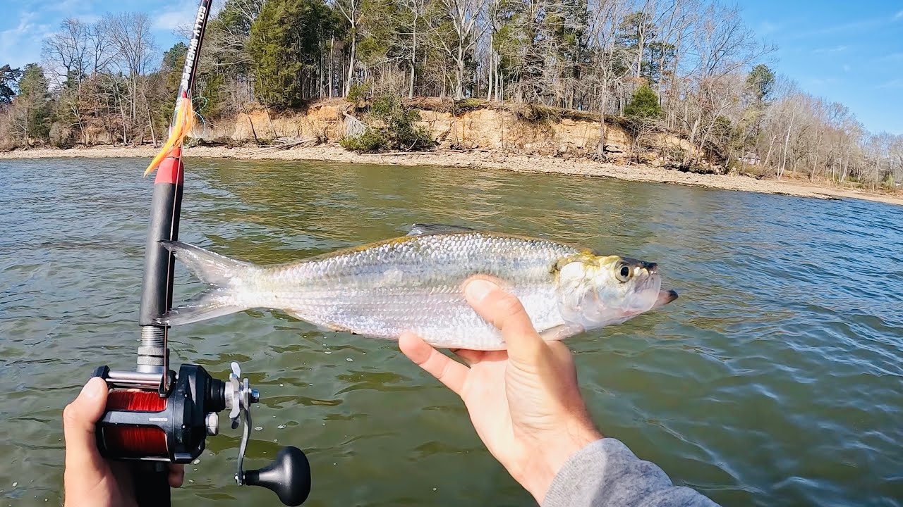 4 Hours of RAW and UNCUT Kayak Catfishing on the Tennessee River