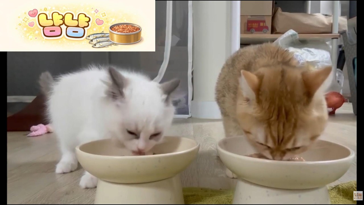새끼 고양이 습식 냠냠_8