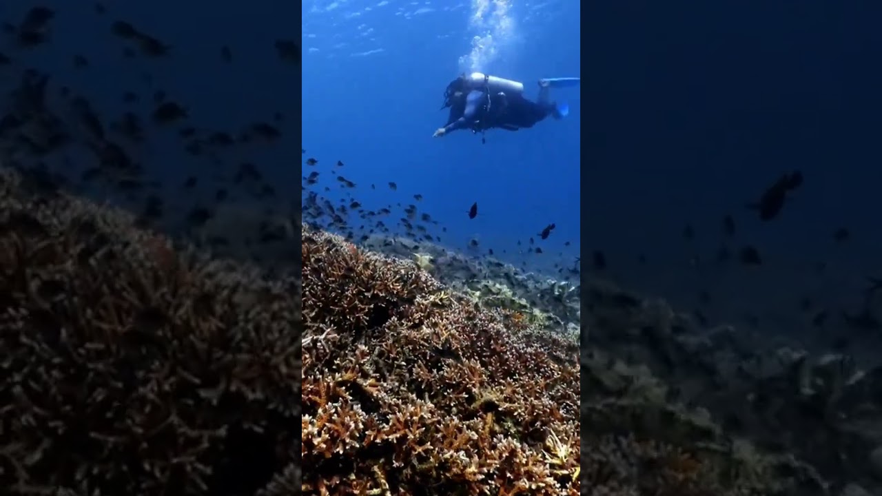 feel sad about the coral🥲 