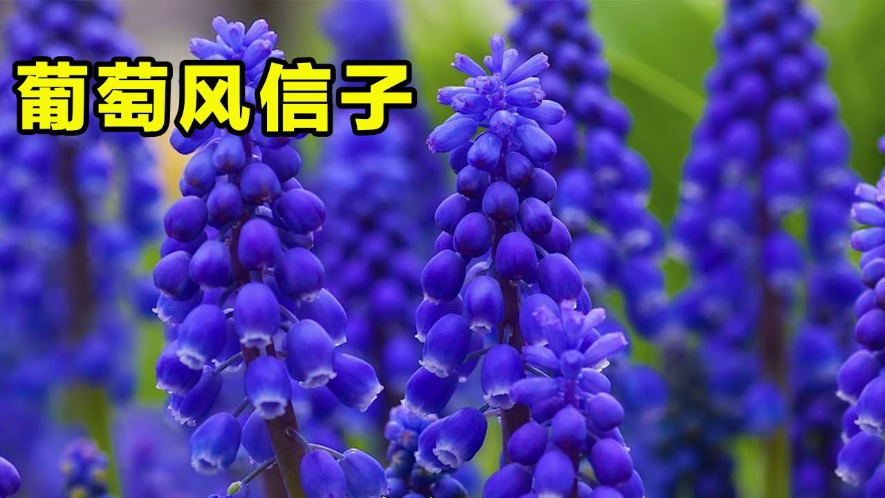 風信子需要年年買，這種&ldquo;風信子&rdquo;買一次，年年都開花，越養越多【養花匠小齊】