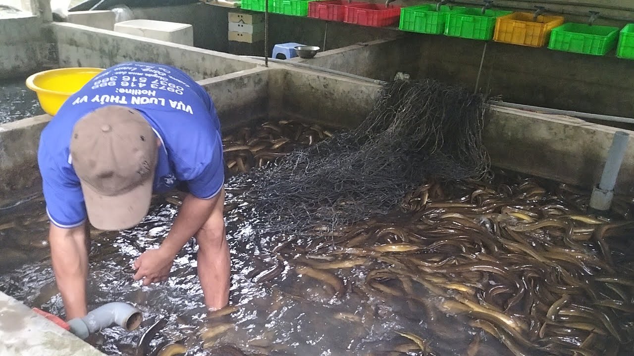 Suất bán bể lươn nuôi không bùn toàn lươn khủng,cập nhật giá lươn mới.