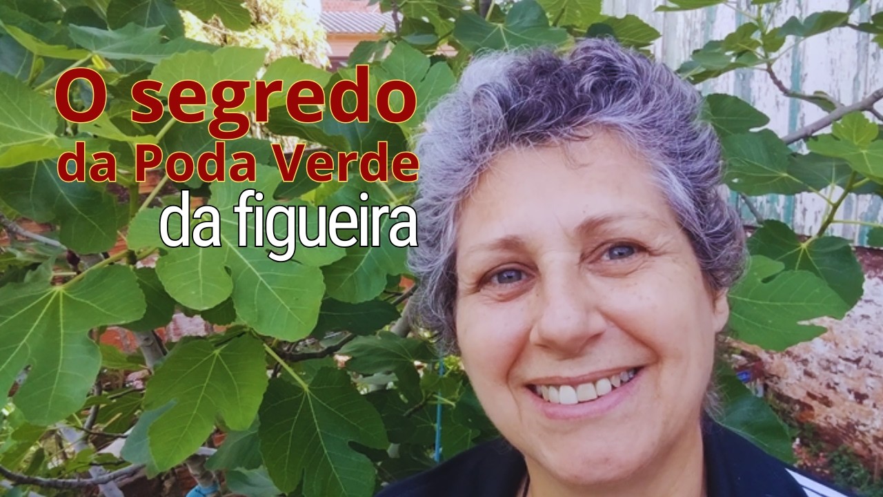 Poda Verde da Figueira: Como Fazer e Garantir Frutos Maiores e Mais Doces! | Figueira Saudável