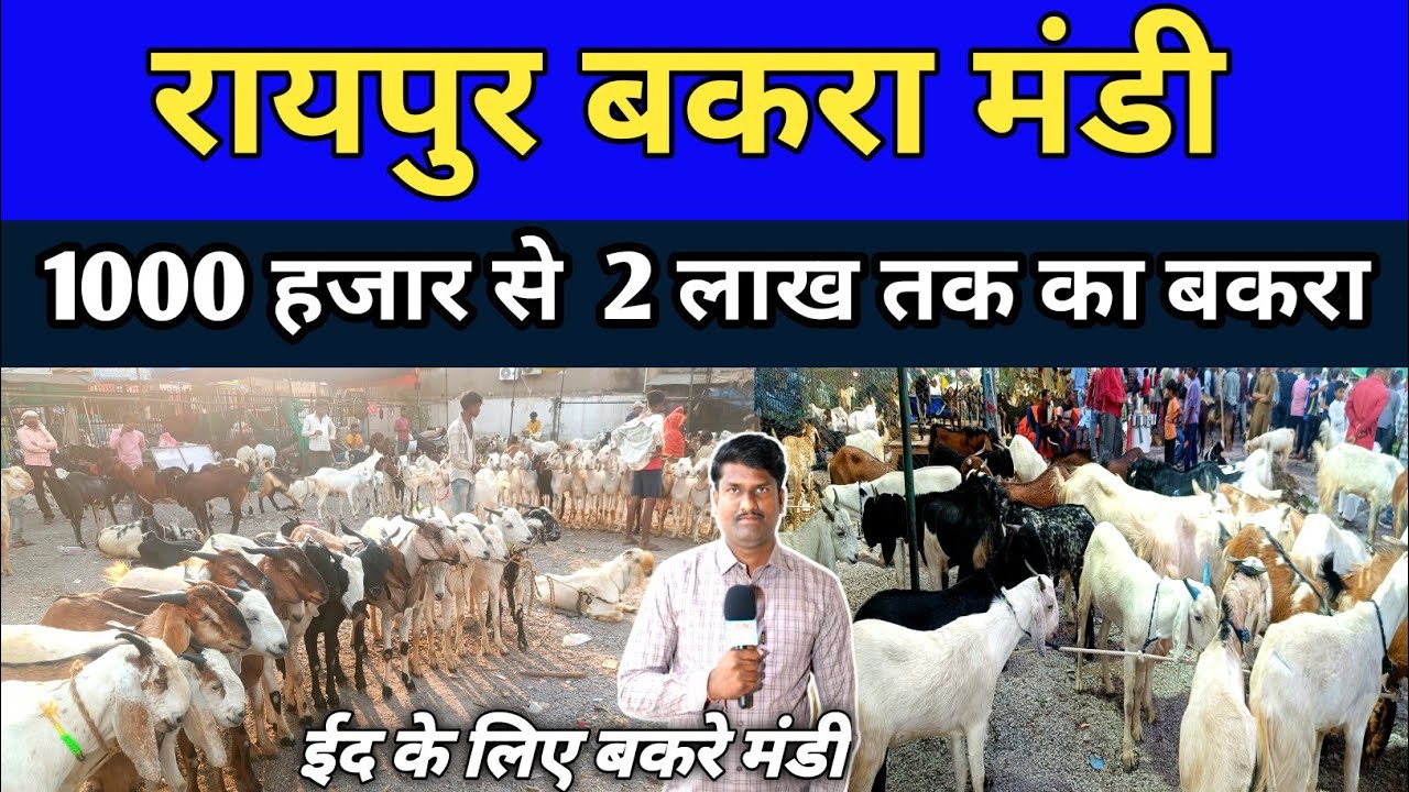रायपुर बकरा मंडी 1000 से 2 लाख तक का बकरा बिकता है इस मंडी मे #100nubusinessideas #bakramandiraipur