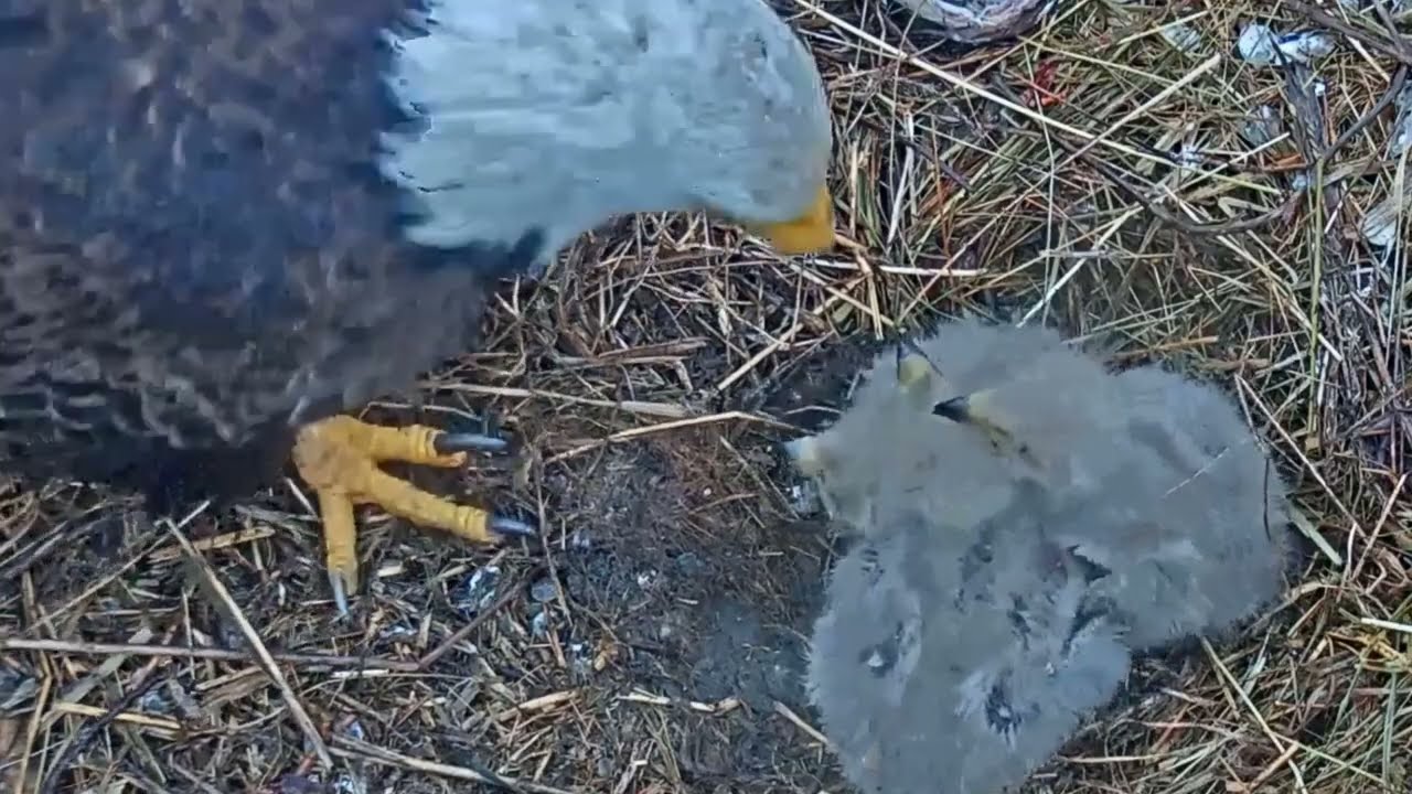 #baldeagle SE01#49 | Review parent bird and babies bird in their nest | Review bird in nest cam