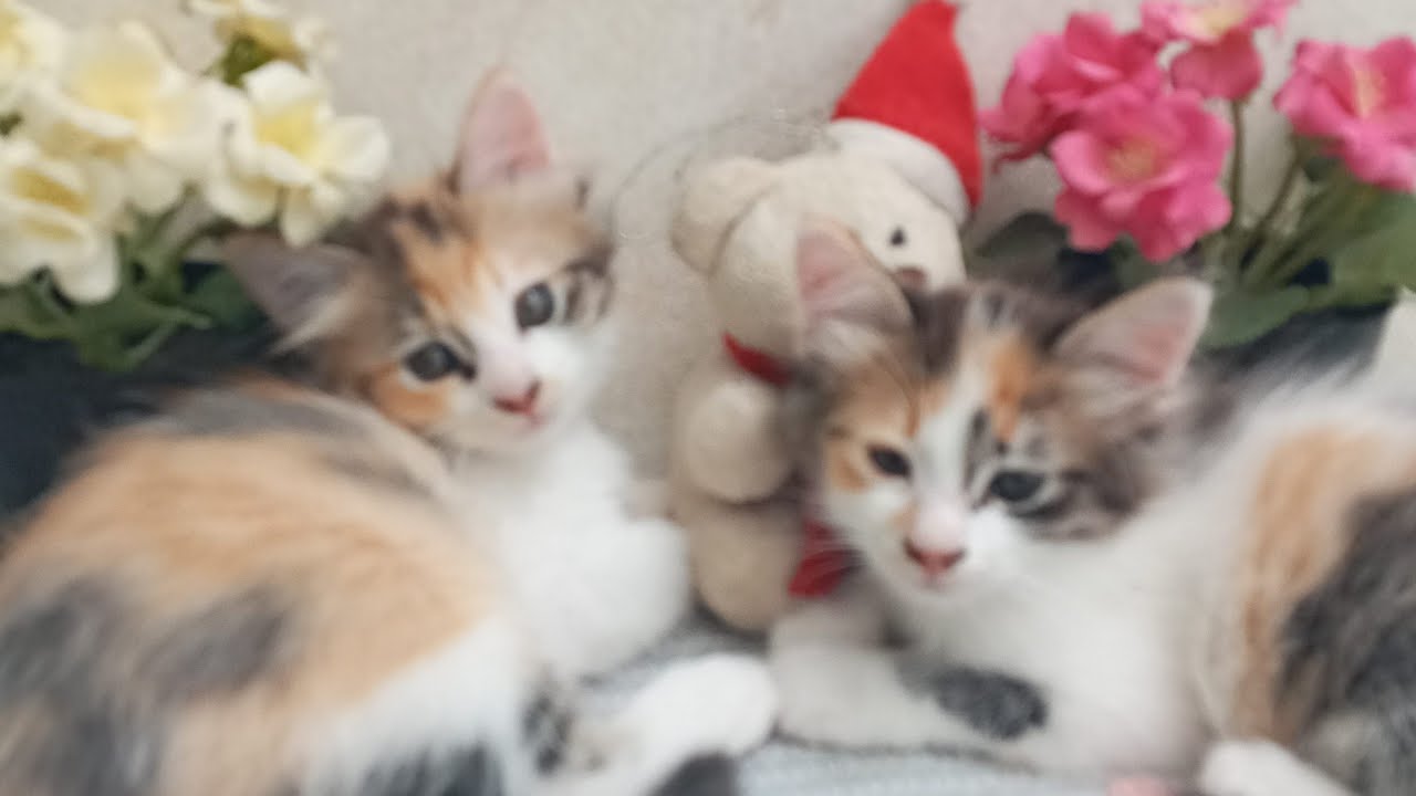 Time Machine Cats !!!! Longest Daily Cat's Story