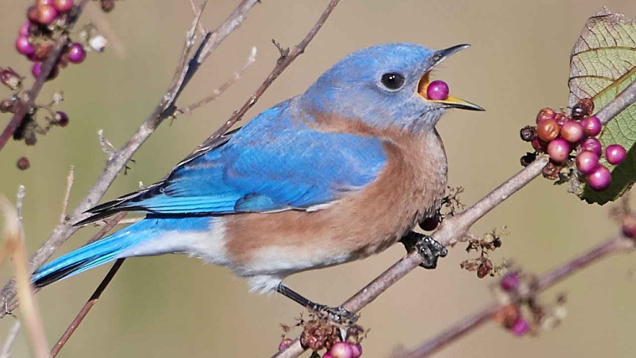 Plants for Birds: Best Options for Central Florida by Deborah Green