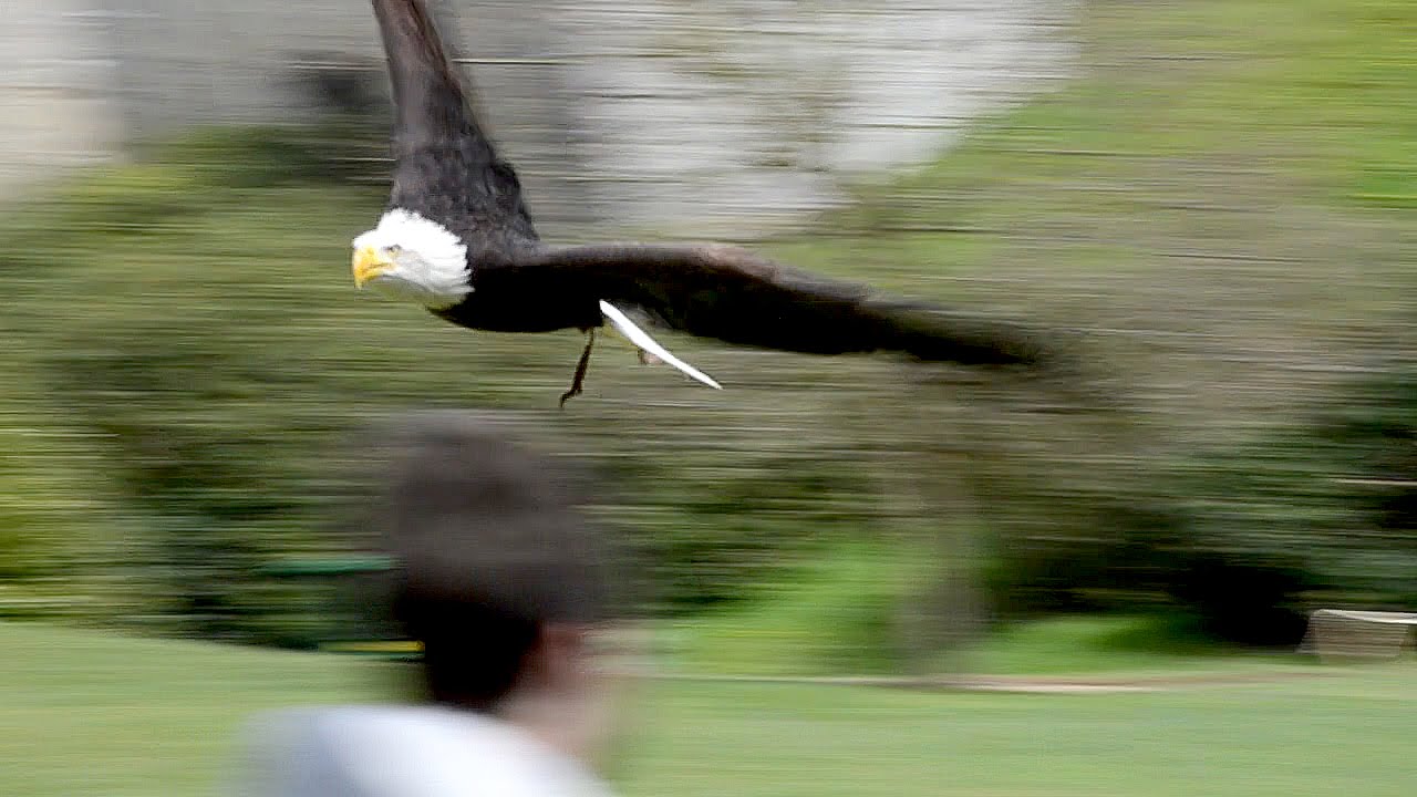 Mature Bald Eagle Warwick Castle Falconry Show Warwick UK