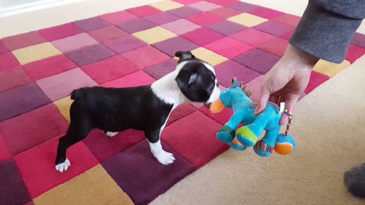 Boston Terrier Puppy - Ruby, first day home