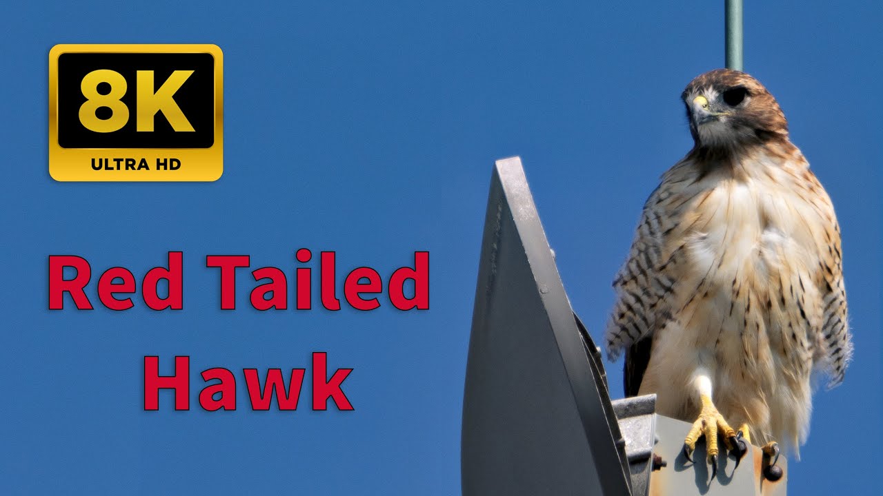 8k Crystal Clear Red-tailed Hawk Encounter | Perched on Tower (Natural Sound)  #birds #birdsounds