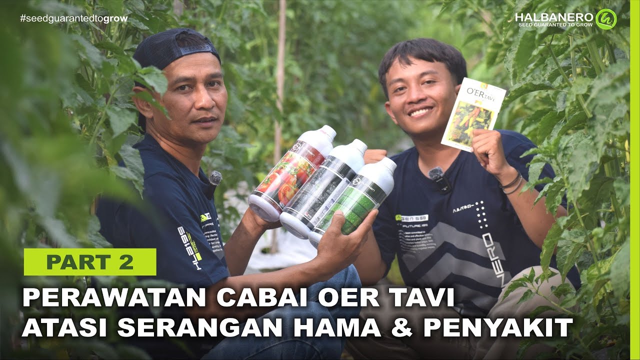 TIPS PERAWATAN CABAI OER TAVI DARI OLAH LAHAN HINGGA BERBUAH | PART 2