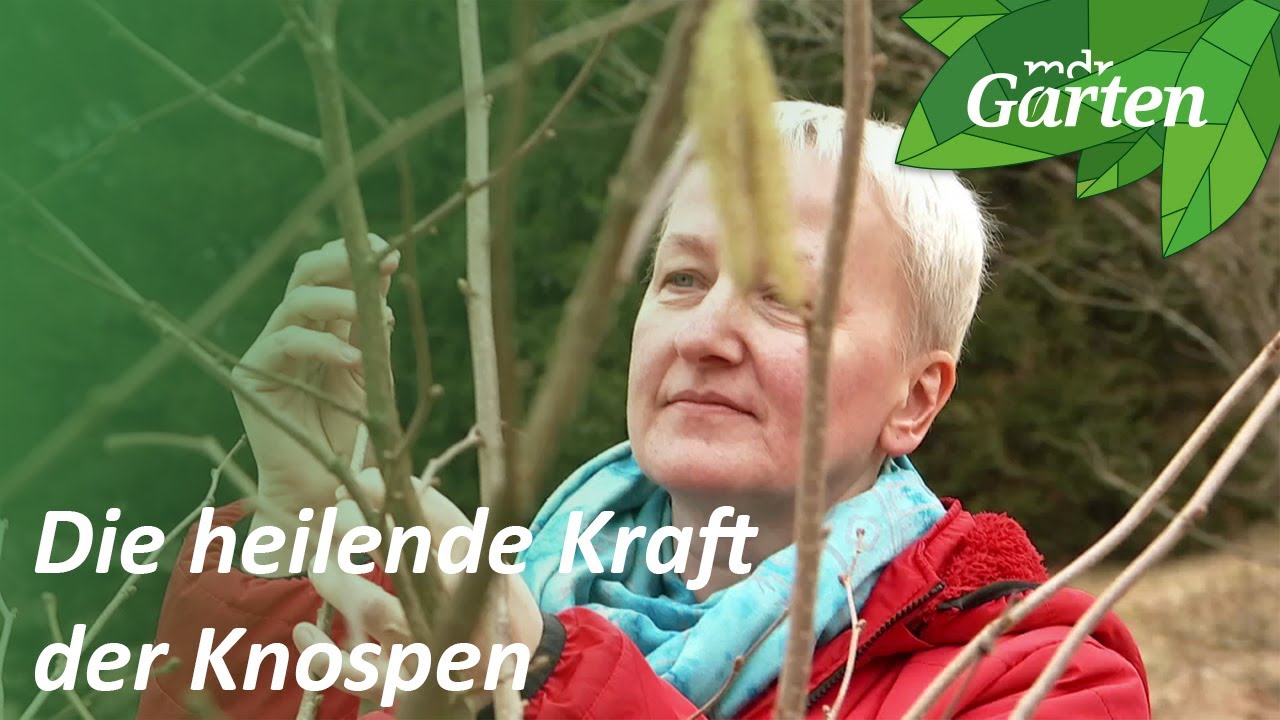 Die heilende Kraft der Knospen | MDR Garten