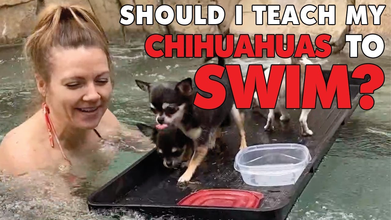 Can you teach a Chihuahua to swim? Part 1 | Sweetie Pie Pets by Kelly Swift