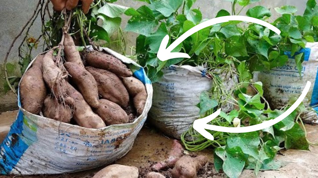 Production de Patate Douce dans des Sacs Plastiques (Bonus: Recette cuisine de patate douce)