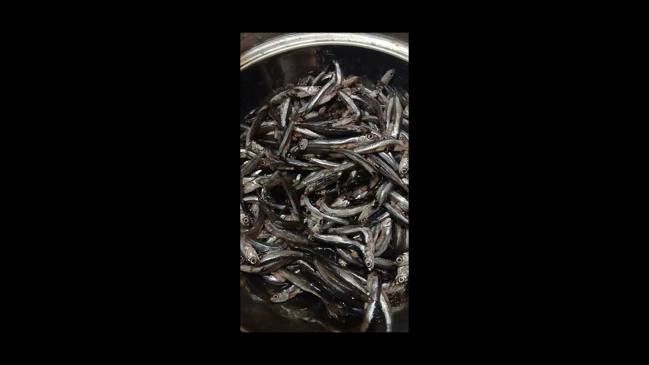 طريقة تنظيف البساريا💥 وتخزينها 💥وتخليلها