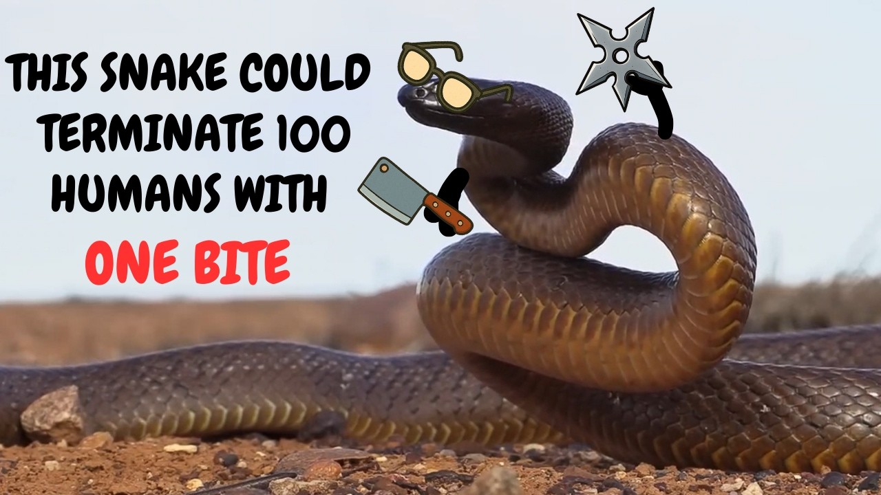 Australia's Most Lethal Hermit: The Inland Taipan ( he has an avoidant attachment style)
