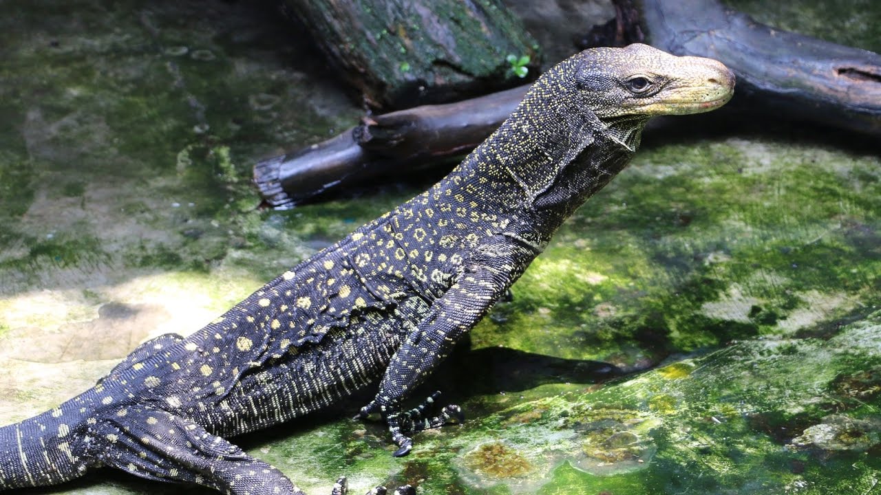Indonesia Reptile Farm-part 2 VARANUS